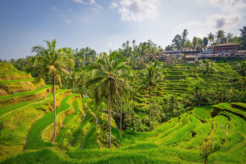 Ceking Rice Terrace